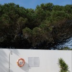 Pijnboom