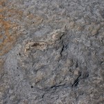 IMG_8594